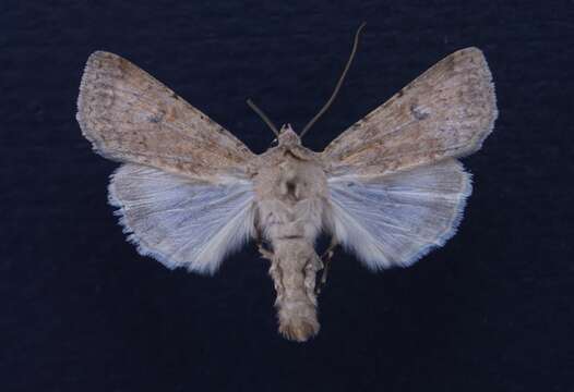 Слика од Euxoa serricornis Smith 1888