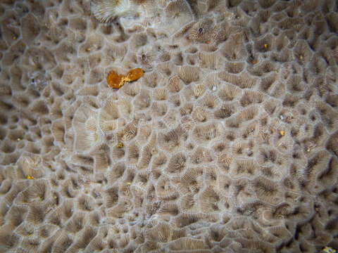 Image of leaf coral