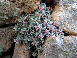 Crassula exilis Harv. resmi