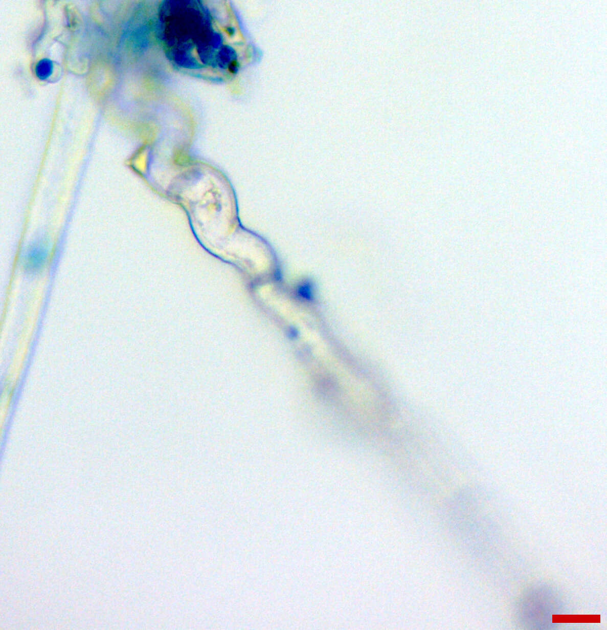 Image of Erysiphe extensa (Cooke & Peck) U. Braun & S. Takam. 2000