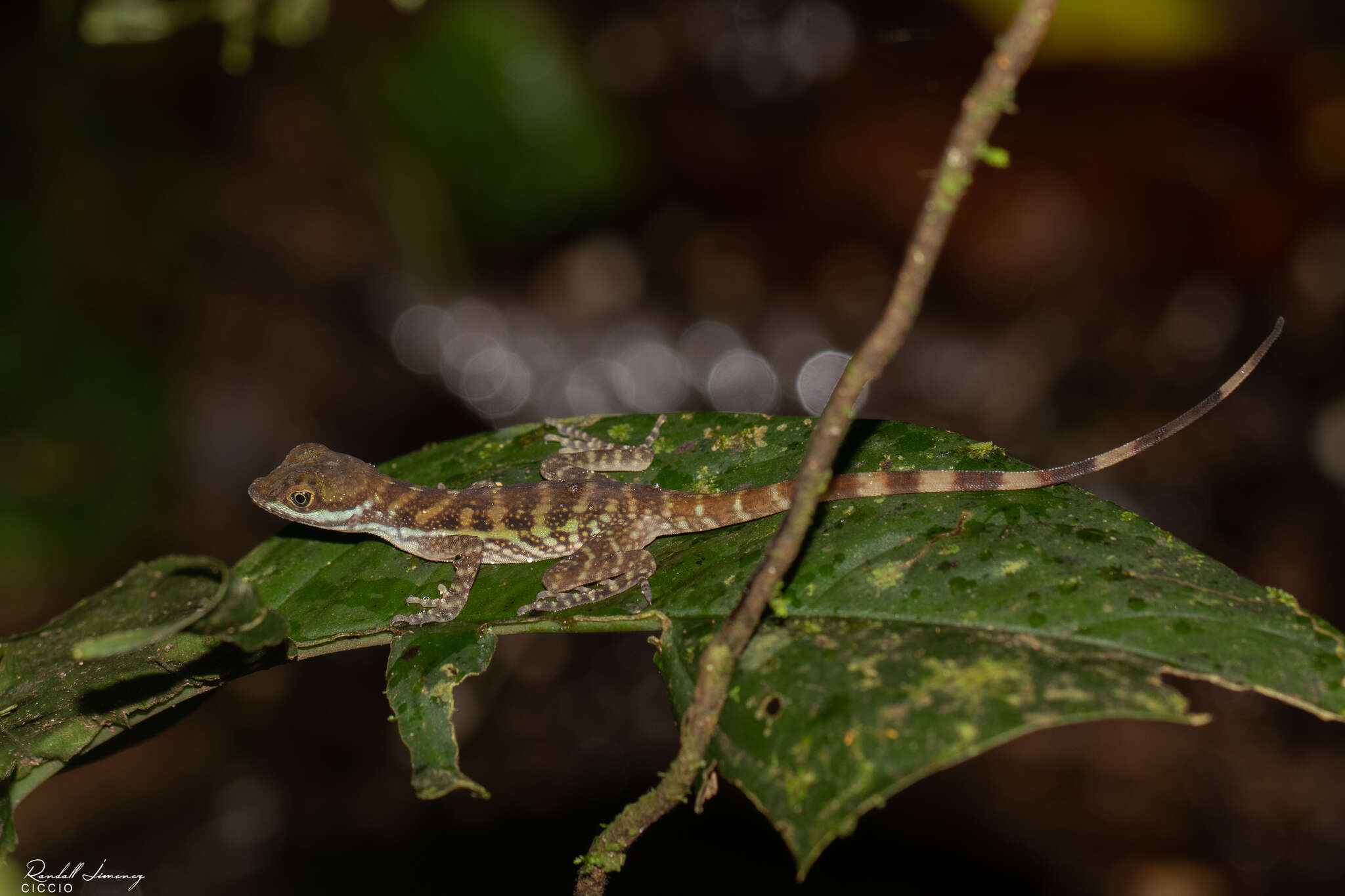 Image of Water  Anole