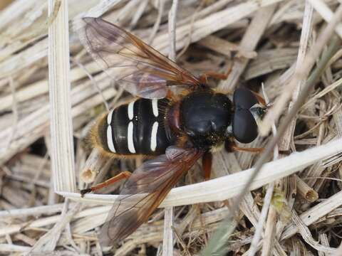 Image of Sericomyia lappona (Linnaeus 1758)