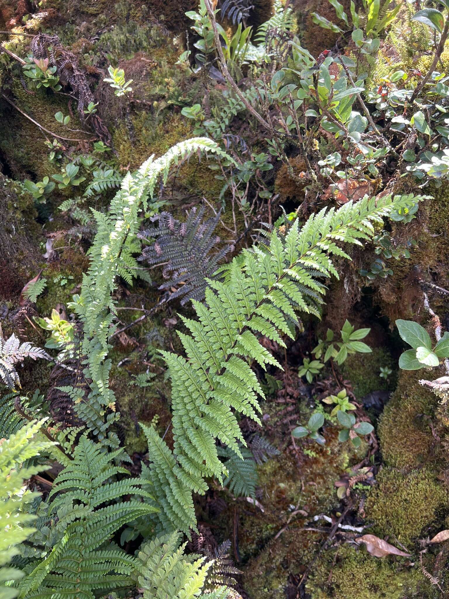 Image of Taper-Tip Spleenwort