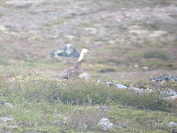 Sivun Anser caerulescens caerulescens (Linnaeus 1758) kuva