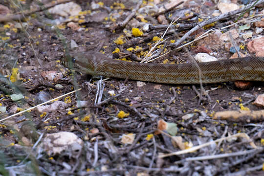 Image of Centralian Carpet Python