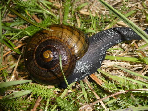 Image of Powelliphanta hochstetteri obscura (Beutler 1901)