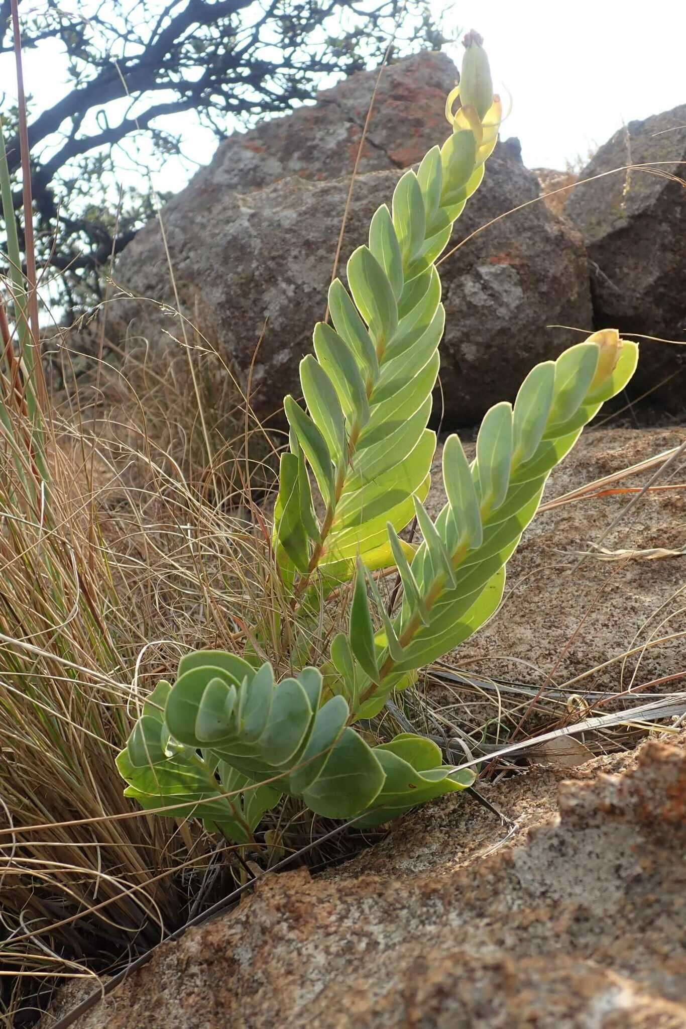 Image of Lopholaena disticha (N. E. Br.) S. Moore