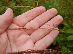 Imagem de Agrostis exarata Trin.