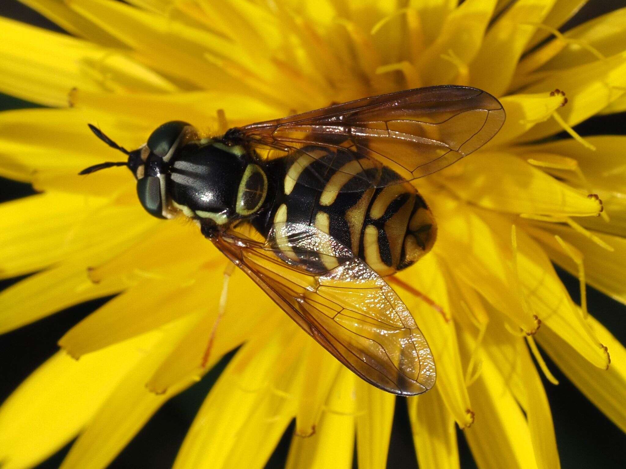 Image de Chrysotoxum intermedium Meigen 1822