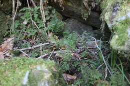 Image of Hymenophyllum paniculiflorum Presl