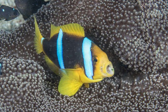 Image of Orange-fin anemonefish