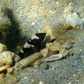 Image of Maude&#39;s shrimpgoby