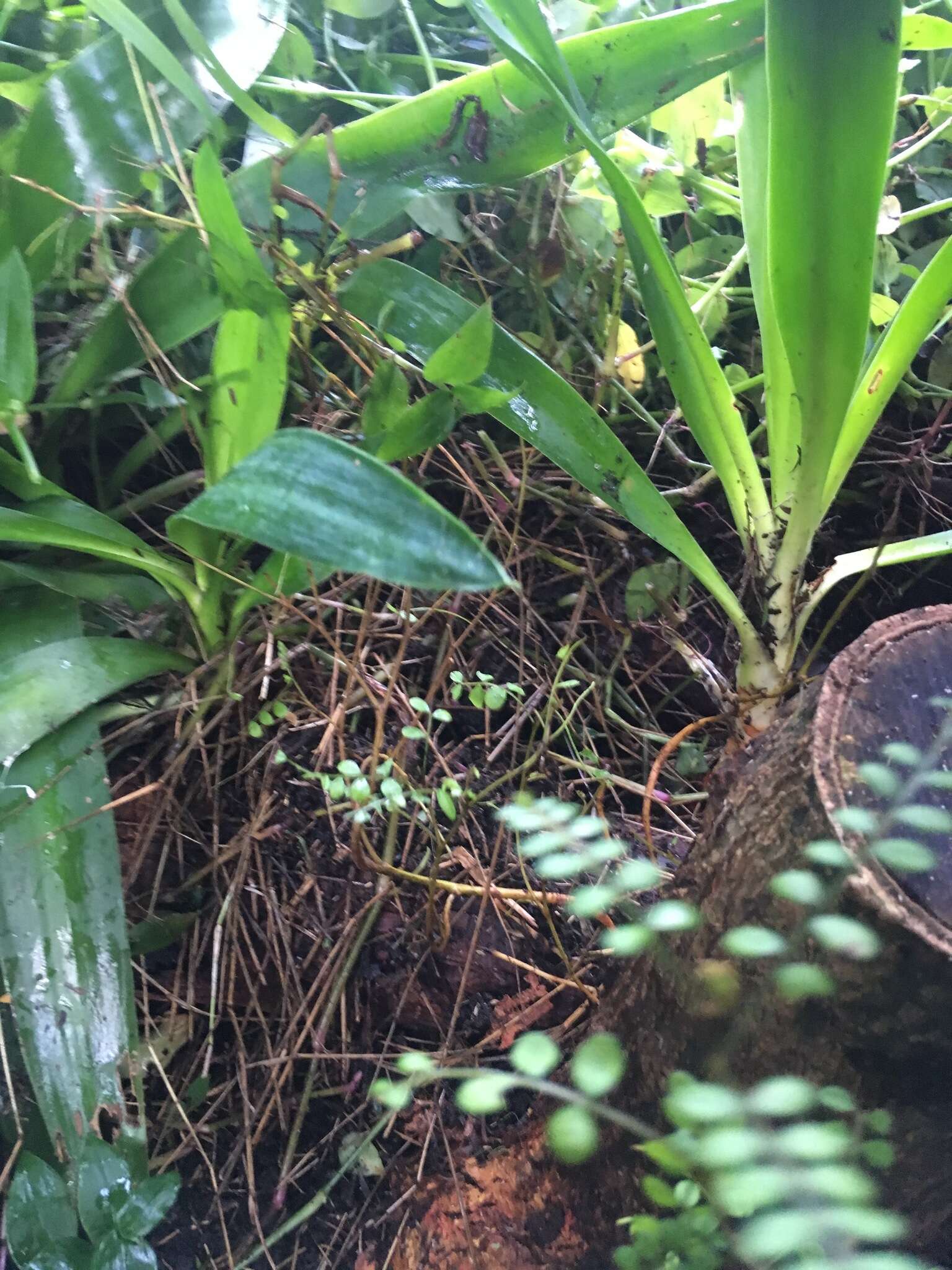 Plancia ëd Yucca gigantea Lem.