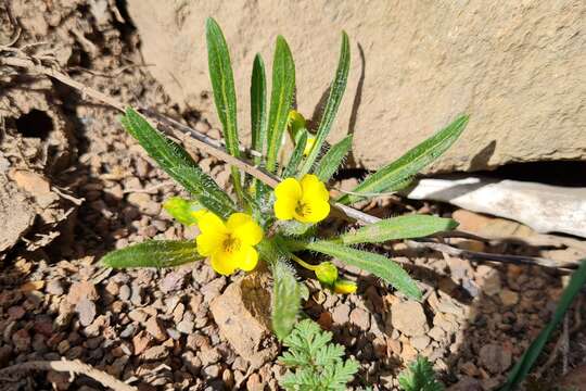 Image of Viola pusilla Poepp.