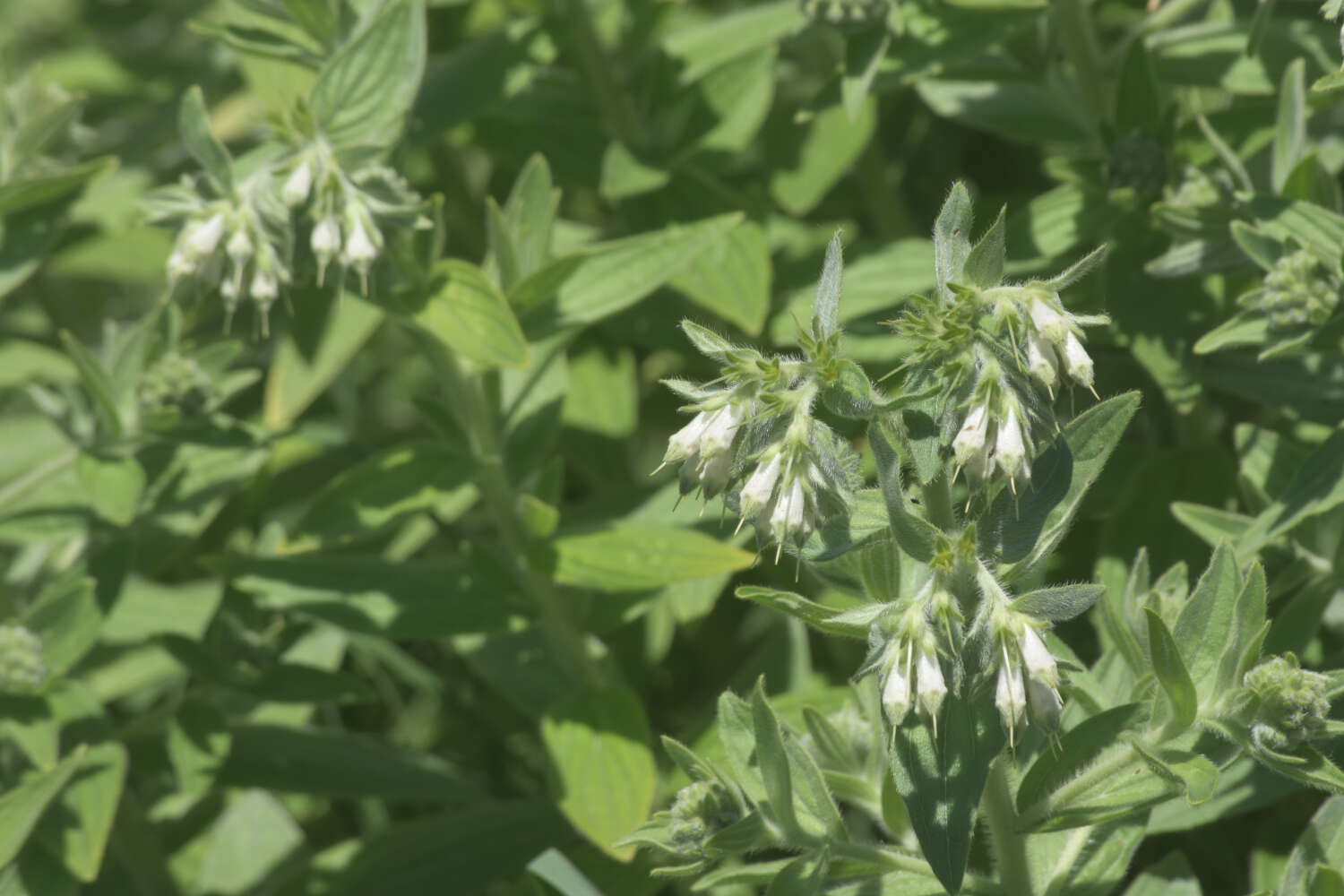 Image of western marbleseed