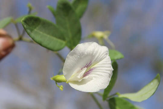 Image of Clitoria mexicana Link