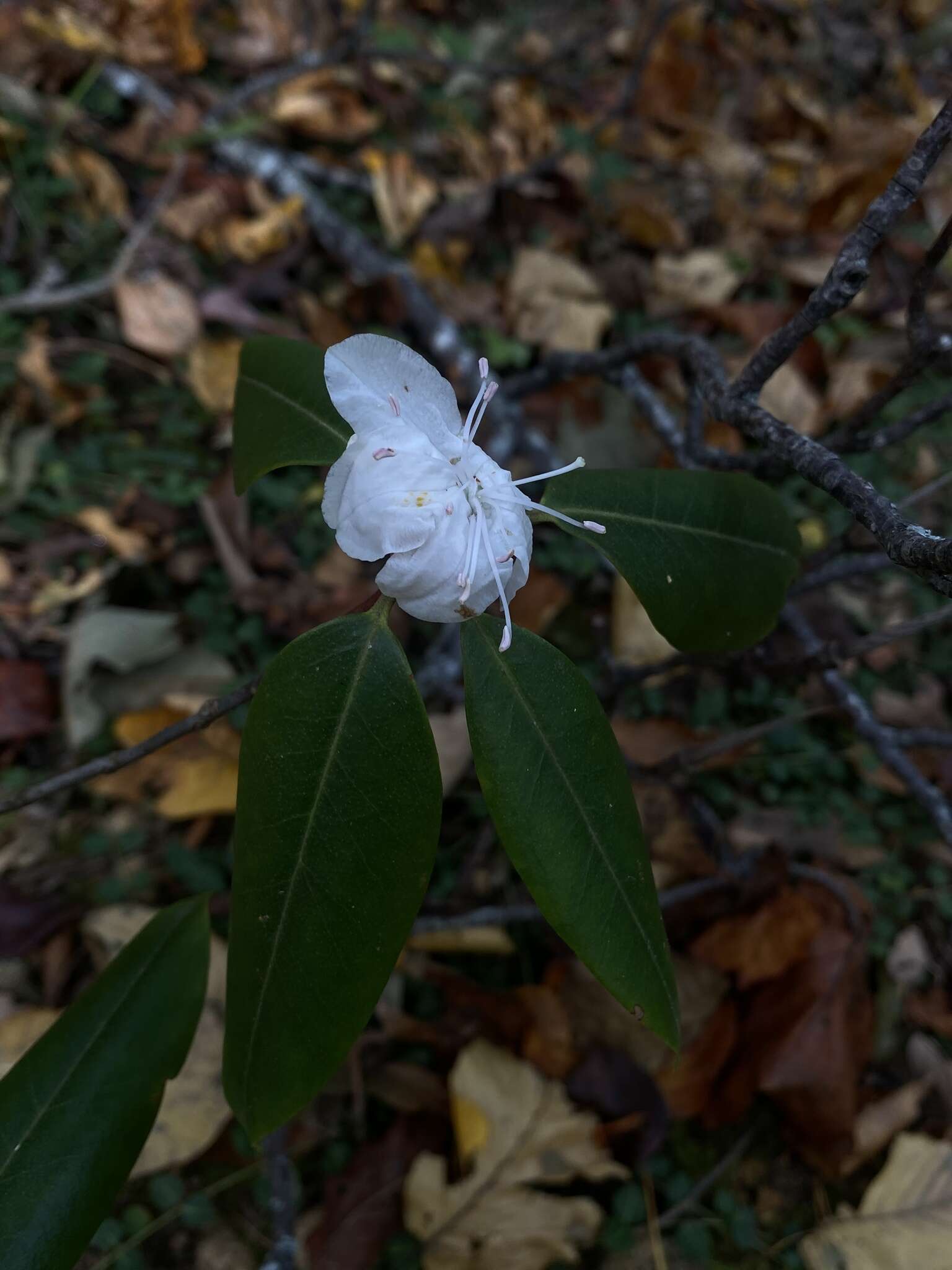 Image of piedmont rhododendron