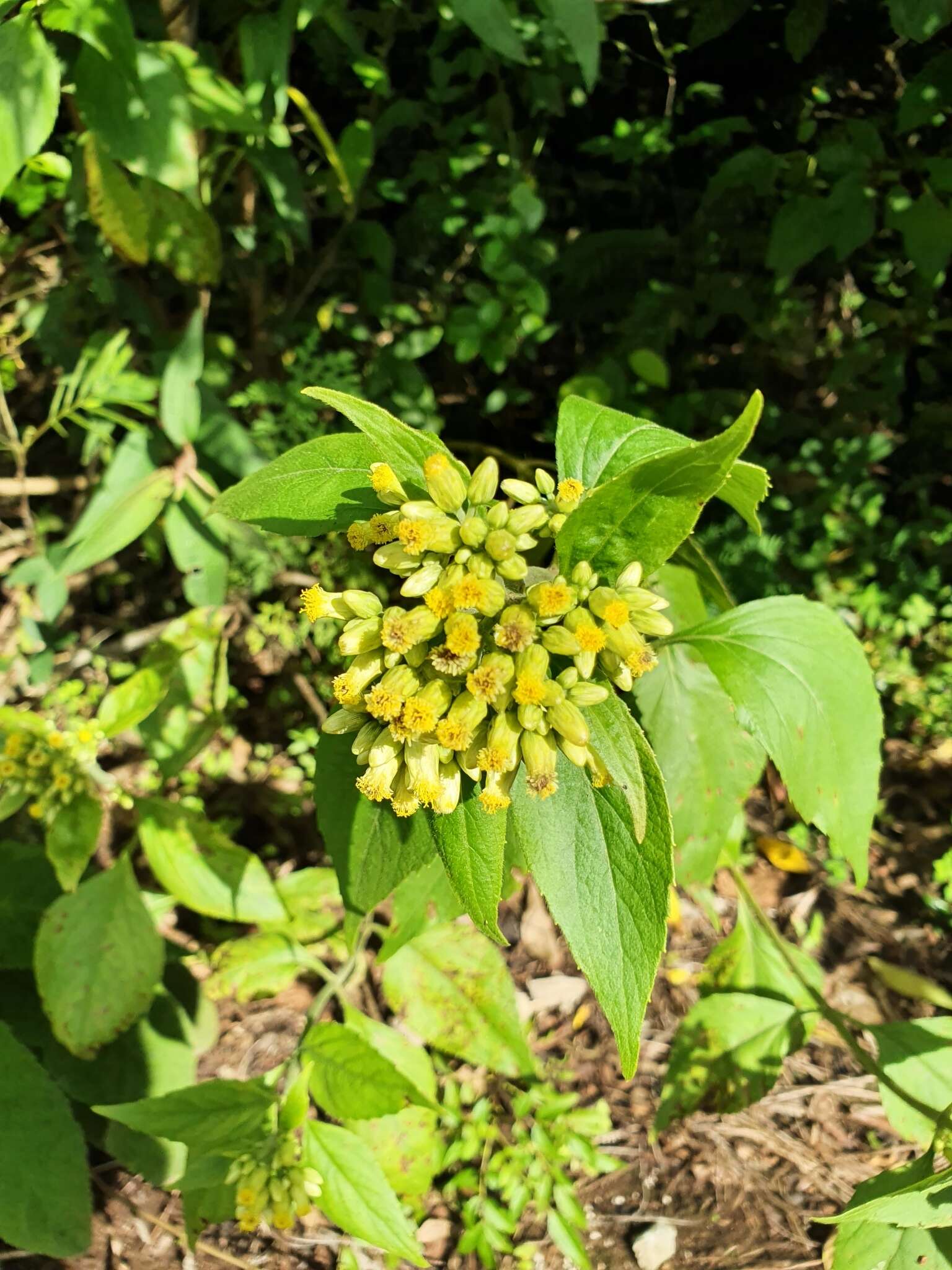 Schistocarpha eupatorioides (Fenzl) O. Kuntze resmi