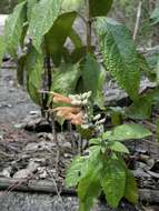 Image of Salvia bahorucona Urb. & Ekman