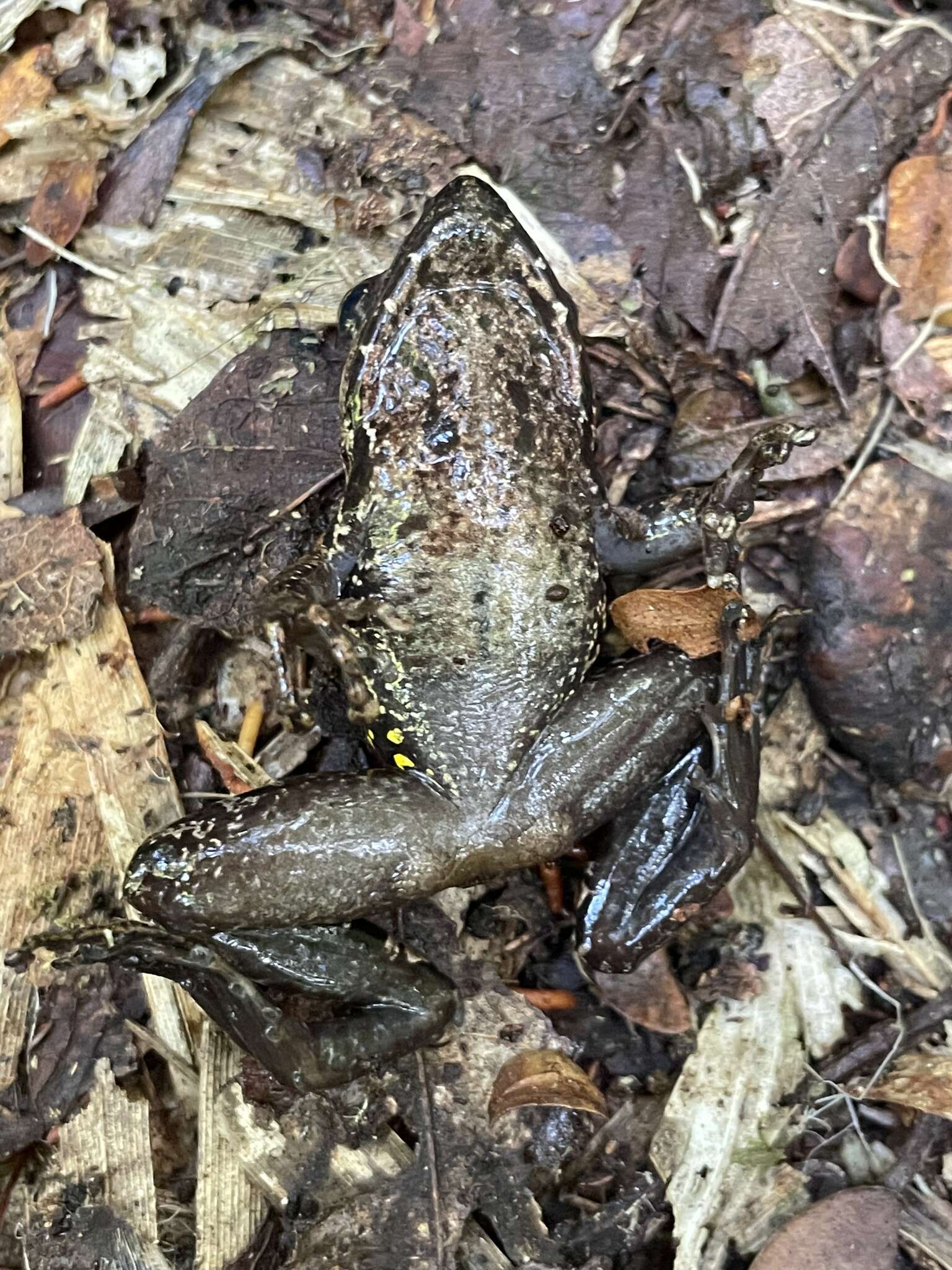 Image of Fort Madagascar Frog