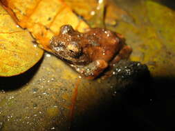 Image of Temple Tree Frog