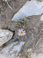 Image of Clokey's fleabane