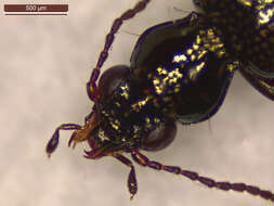 Bembidion (Emphanes) normannum Dejean 1831的圖片