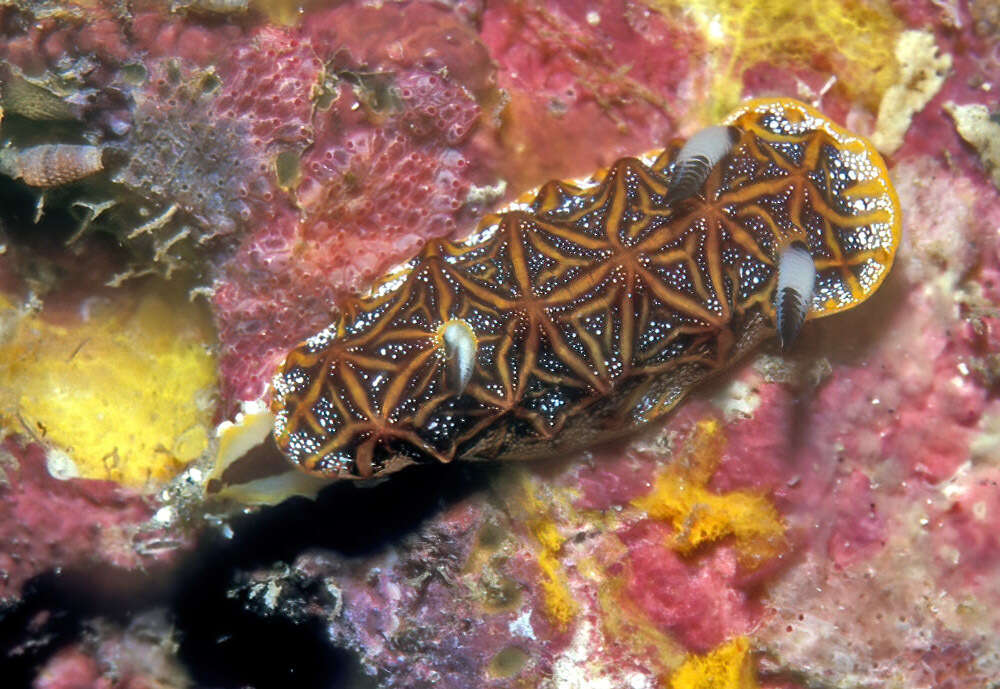 Image of Orange edged ridged black slug