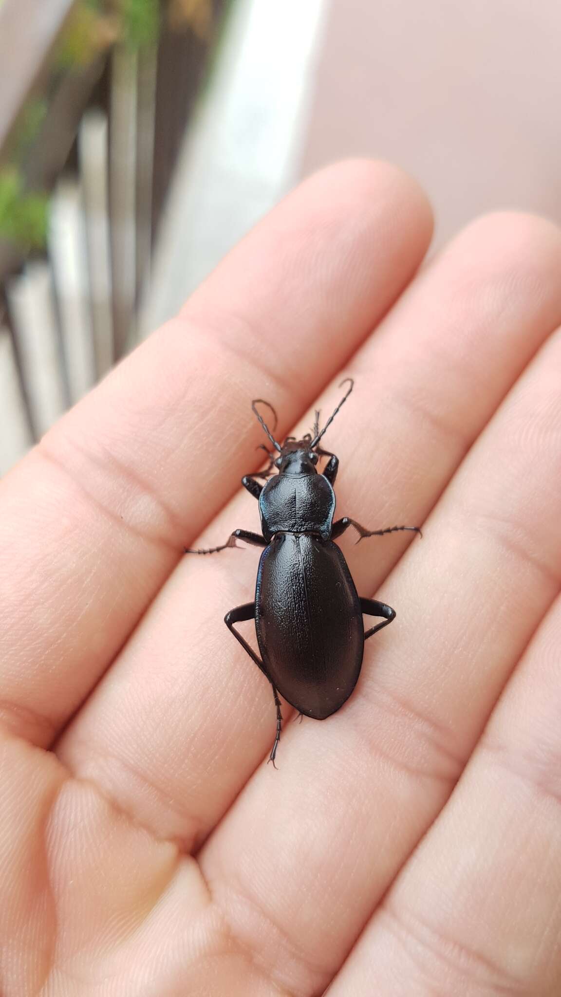 Слика од Carabus (Megodontus) germarii Sturm 1815