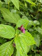 Image of Impatiens gorepaniensis C. Grey-Wilson