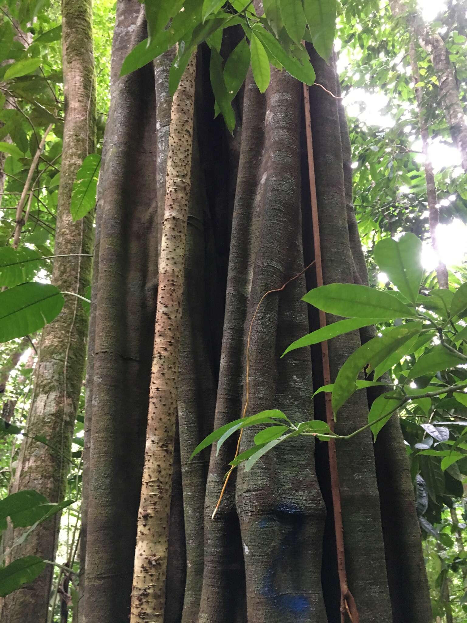 Image de Aspidosperma myristicifolium (Markgr.) Woodson