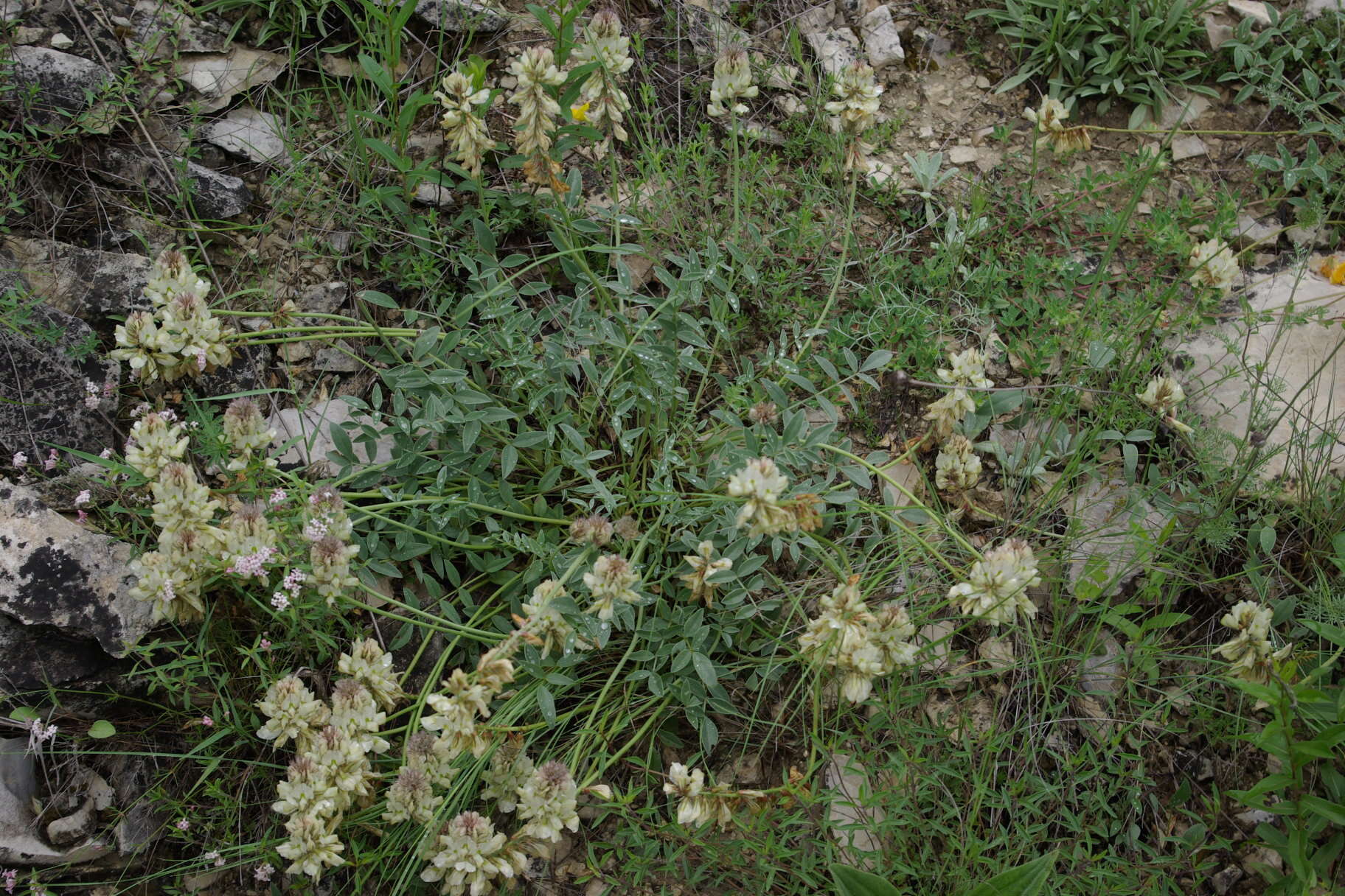 Plancia ëd Hedysarum daghestanicum Boiss.