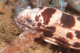 Image of Large-spotted snake moray