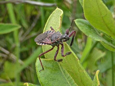 Image of Apiomerus floridensis Berniker & Szerlip ex Berniker et al. 2011