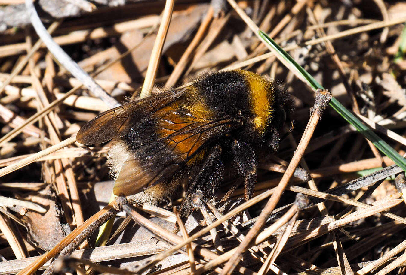 Image of Bombus sporadicus Nylander 1848