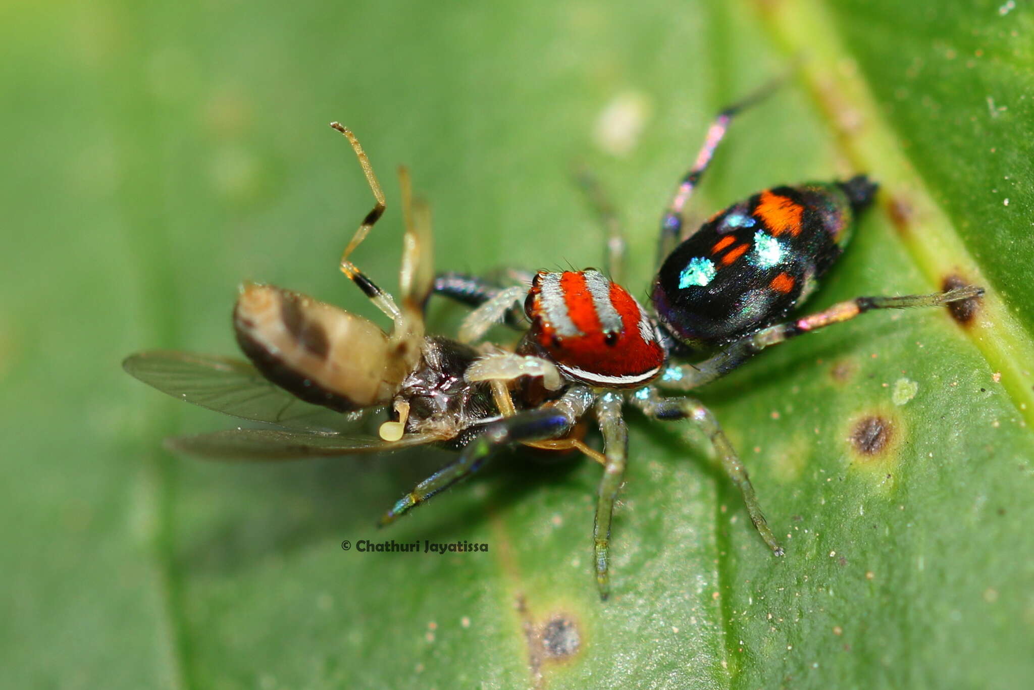 Слика од Chrysilla volupe (Karsch 1879)