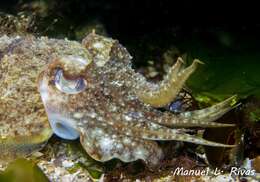 Image of Common Cuttlefish