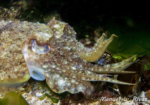 Image of Common Cuttlefish