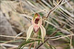 Imagem de Caladenia tessellata Fitzg.