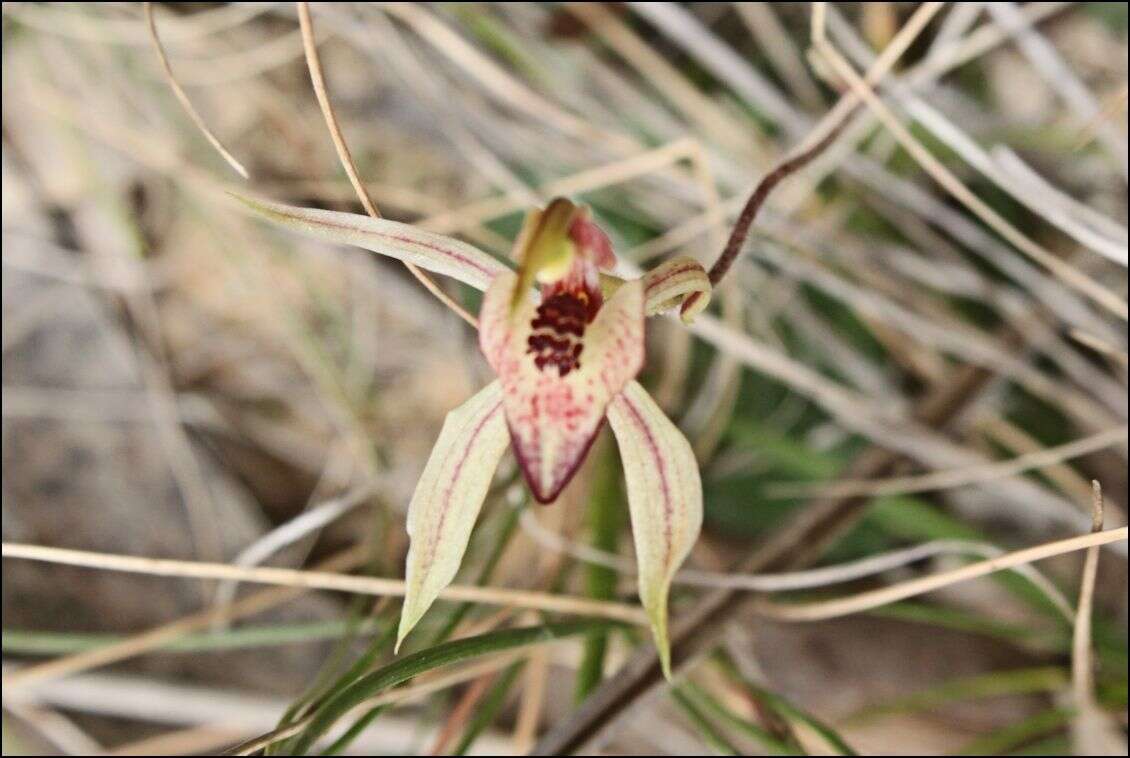 Image of Thick-lip spider orchid