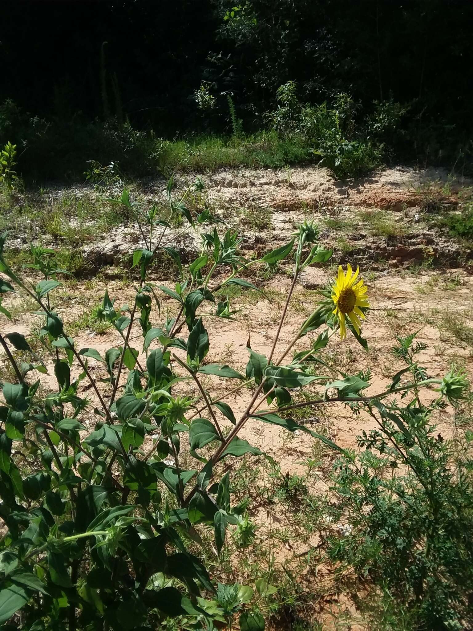 Image de Helianthus resinosus Small