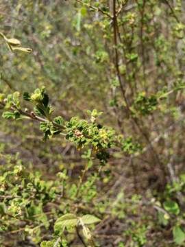 Image of Spanish thyme