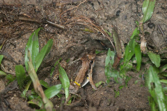 Image of Beautiful Pygmy Frog