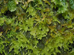 Sphagnum truncatum Hornschuch 1841的圖片