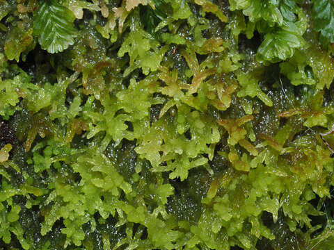 Imagem de Sphagnum truncatum Hornschuch 1841