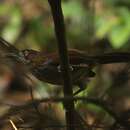 Image of Grey-sided Scimitar Babbler