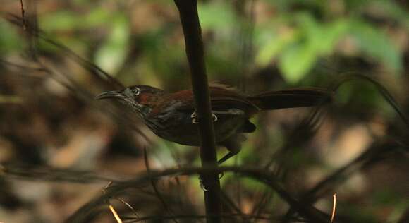 Image of Grey-sided Scimitar Babbler