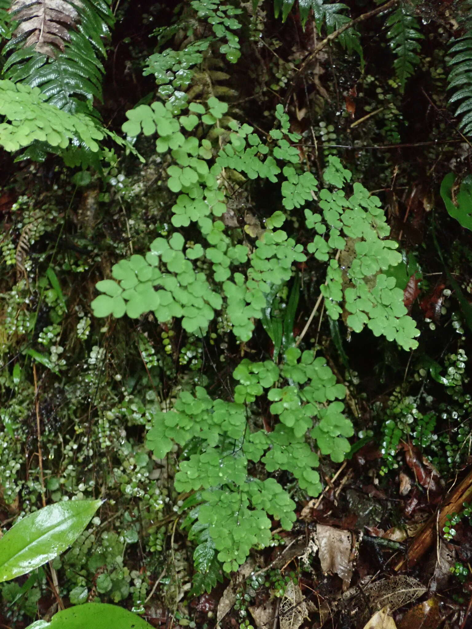 Image de Adiantum raddianum C. Presl