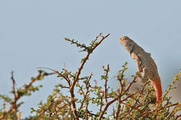 Trapelus flavimaculatus Rüppell 1835 resmi