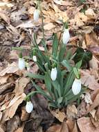 Image of giant snowdrop